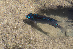 Stegastes fuscus