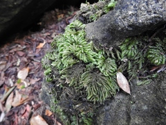Thamnobryum alleghaniense