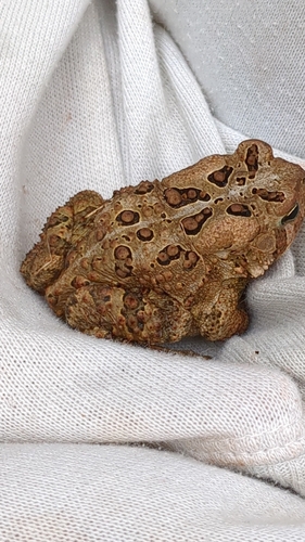 American Toad