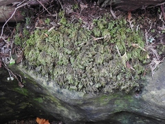Thamnobryum alleghaniense