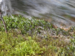 Fissidens grandifrons