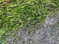 Fissidens grandifrons