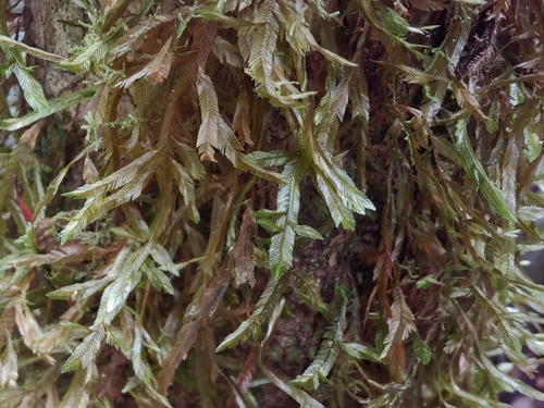 Phyllogonium viride observed 2025-06-15