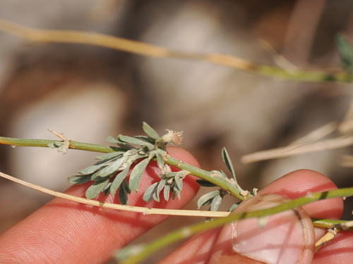 brush-pea (Genistidium dumosum)