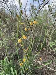 Echeandia reflexa