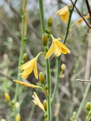 Echeandia reflexa