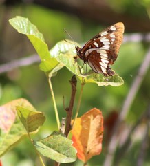 Limenitis lorquini powelli