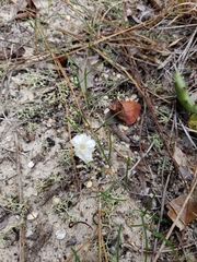 Stylisma pickeringii