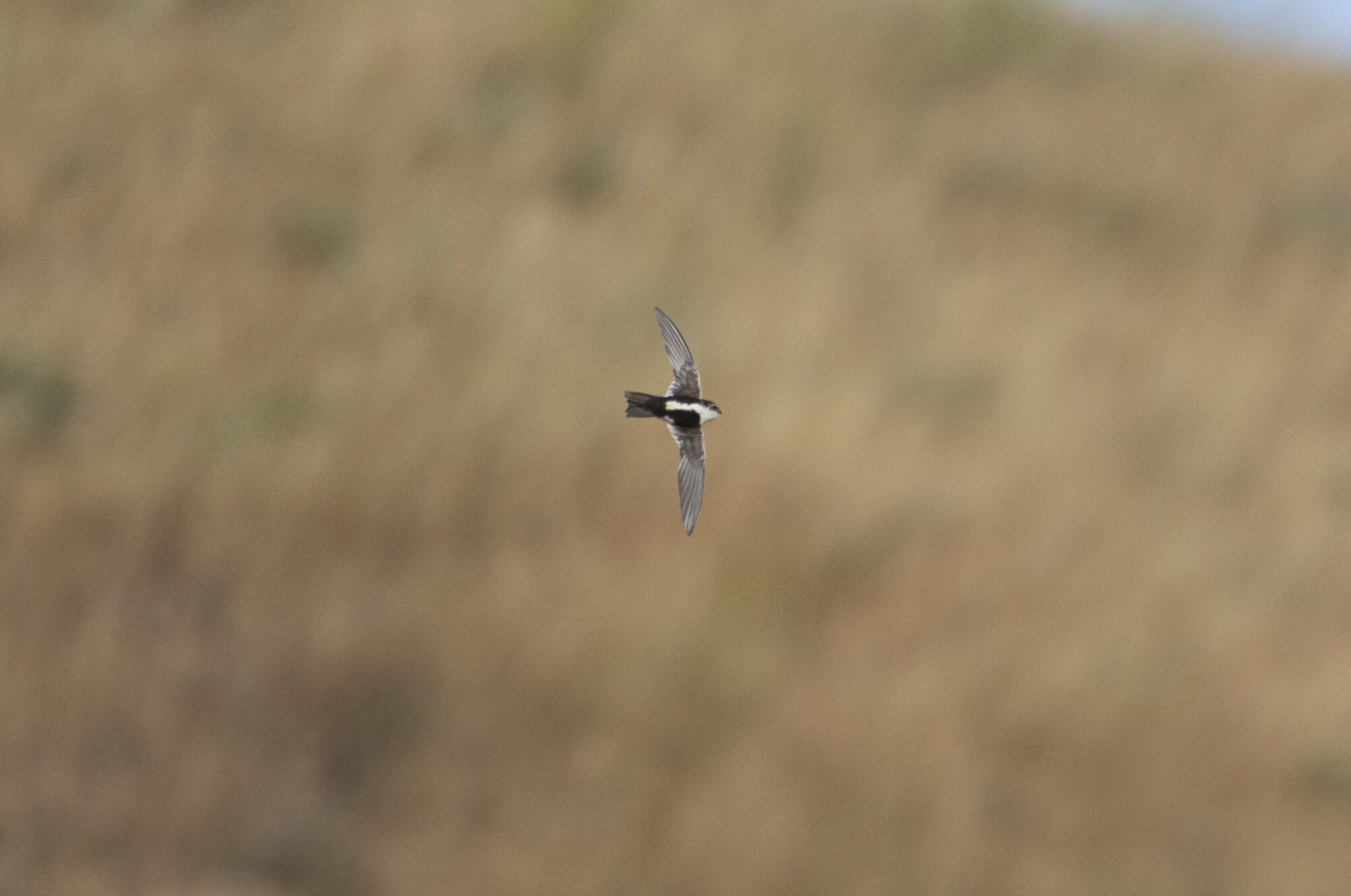Aeronautes saxatalis (Woodhouse, 1853)