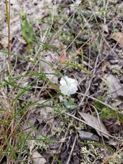 Stylisma pickeringii