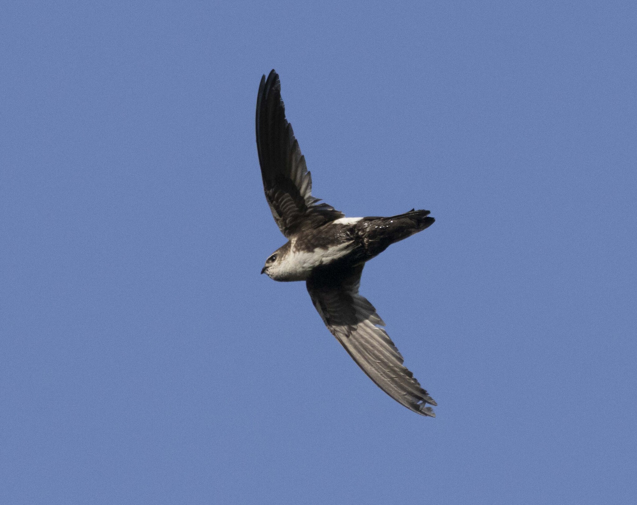 Aeronautes saxatalis (Woodhouse, 1853)