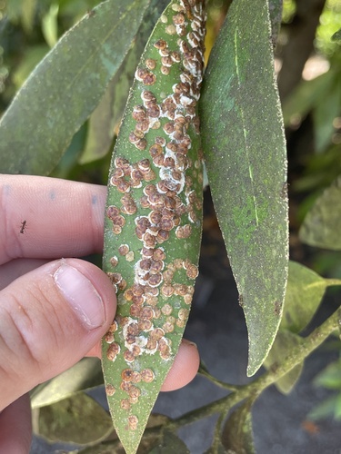 Pyriform Scale photo 5