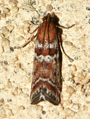 Delplanqueia dilutella