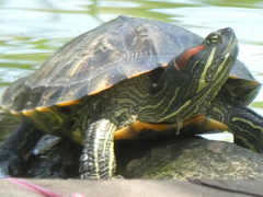 Trachemys scripta elegans