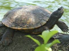 Trachemys scripta elegans