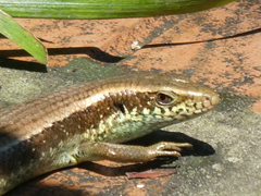Eutropis longicaudata