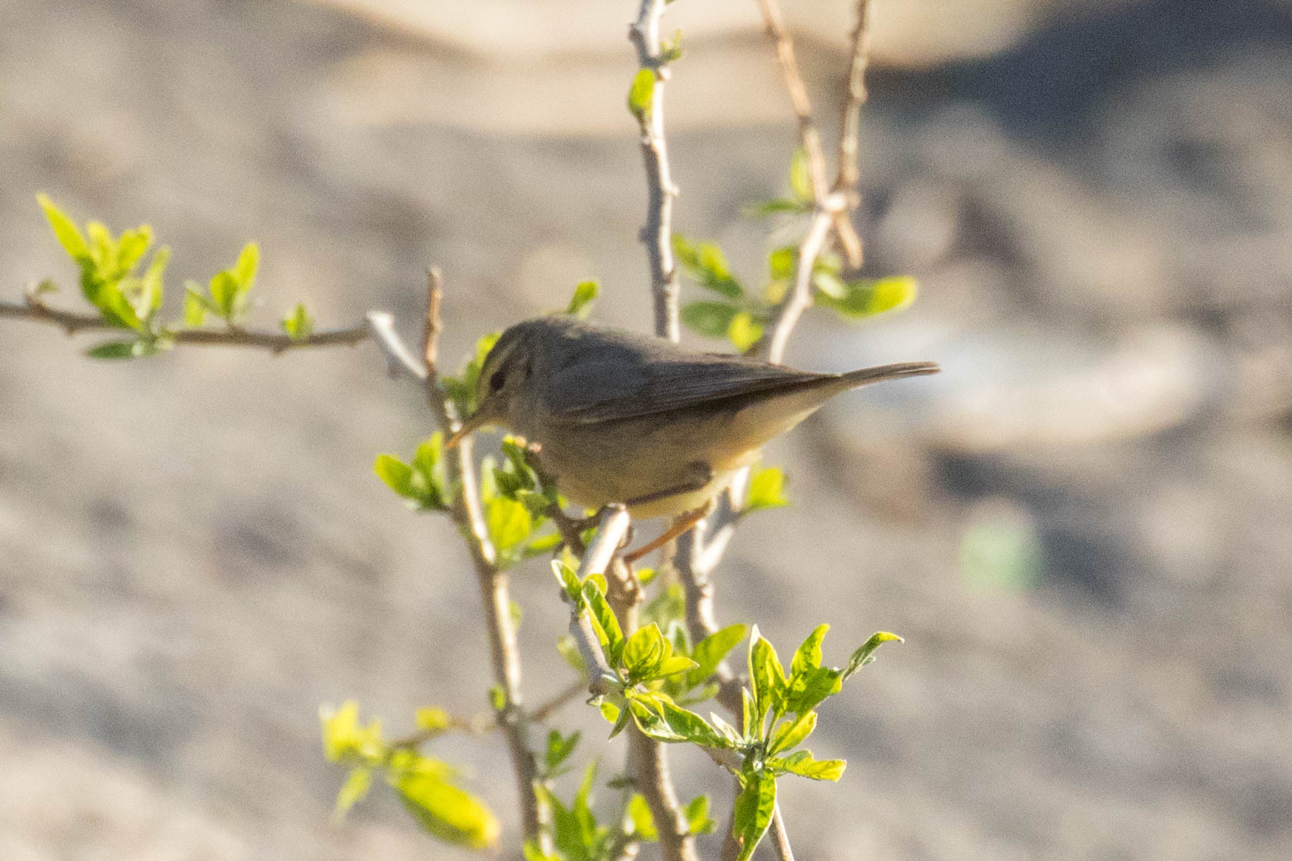 Sulphur-bellied Warbler