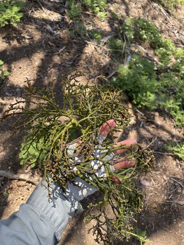 Incense cedar mistletoe (Phoradendron libocedri)