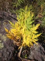 Prionosciadium nelsonii
