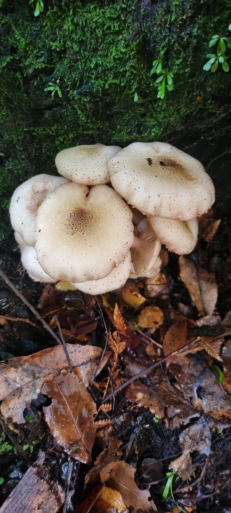 Armillaria limonea · June 2025 · photo: © luca67407 (iNaturalist, cc0)