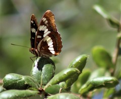 Limenitis lorquini powelli