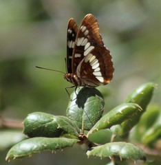Limenitis lorquini powelli