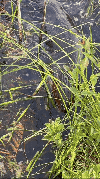 American Beaver photographed in New Hampshire
