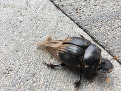 Dichotomius carolinus