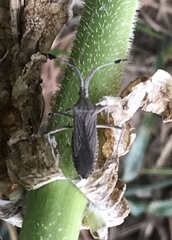 Chariesterus antennator