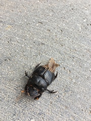 Dichotomius carolinus