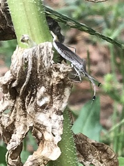 Chariesterus antennator