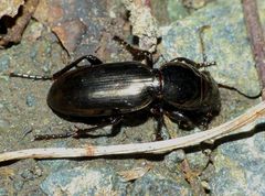 Oregus aereus