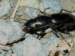 Oregus aereus