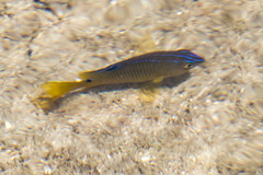 Stegastes variabilis