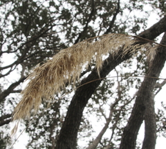 Austroderia splendens