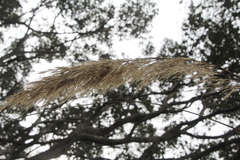 Austroderia splendens