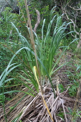 Austroderia splendens