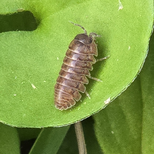 Common Pill Woodlouse photo 4