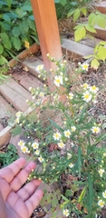 Symphyotrichum