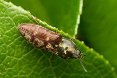 Prosternon bombycinum