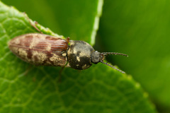 Prosternon bombycinum