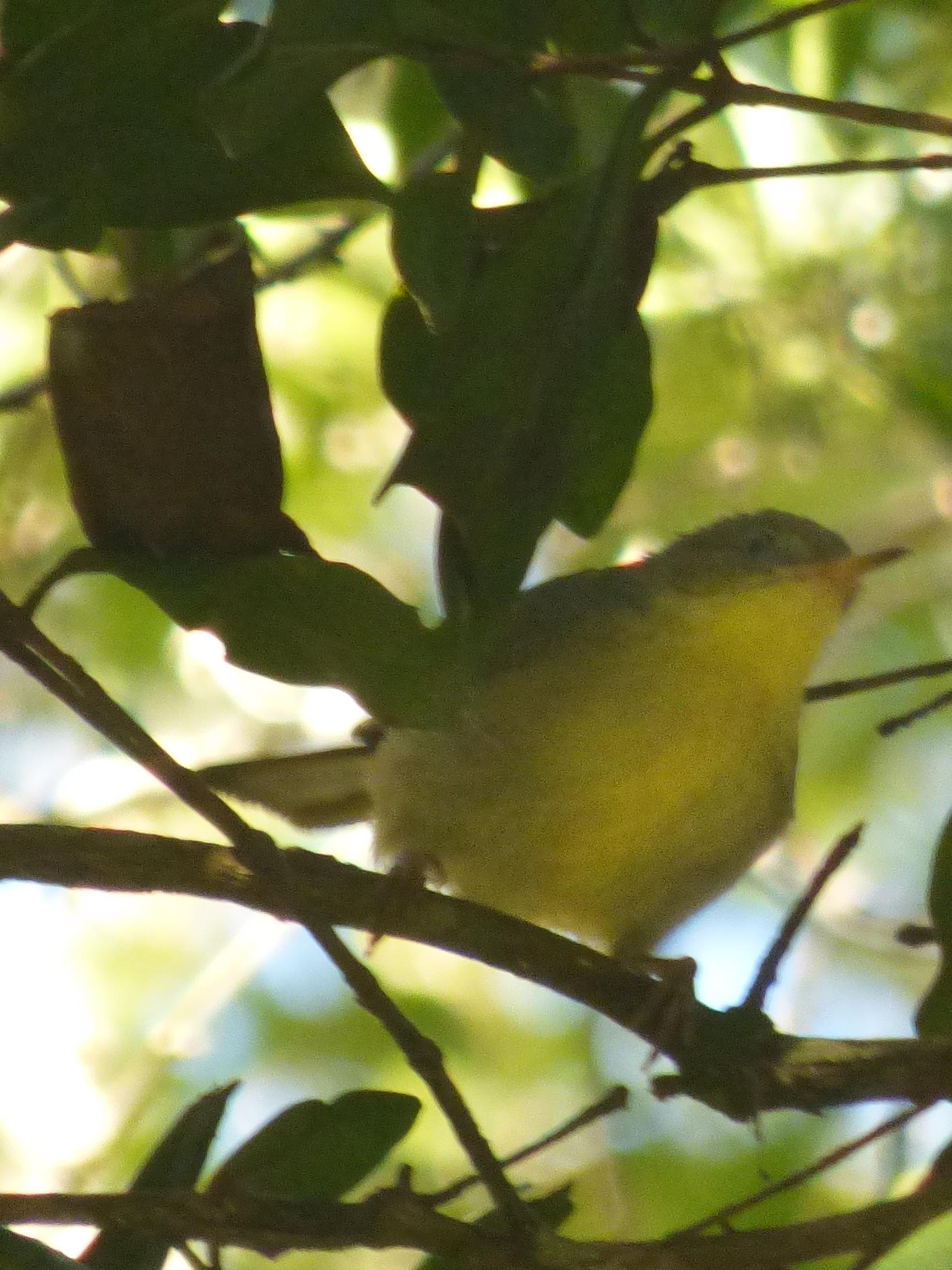 Spectacled Tetraka (Xanthomixis zosterops), photo 5
