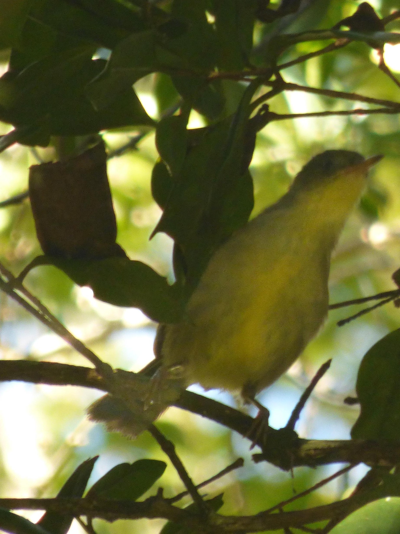 Spectacled Tetraka (Xanthomixis zosterops), photo 6