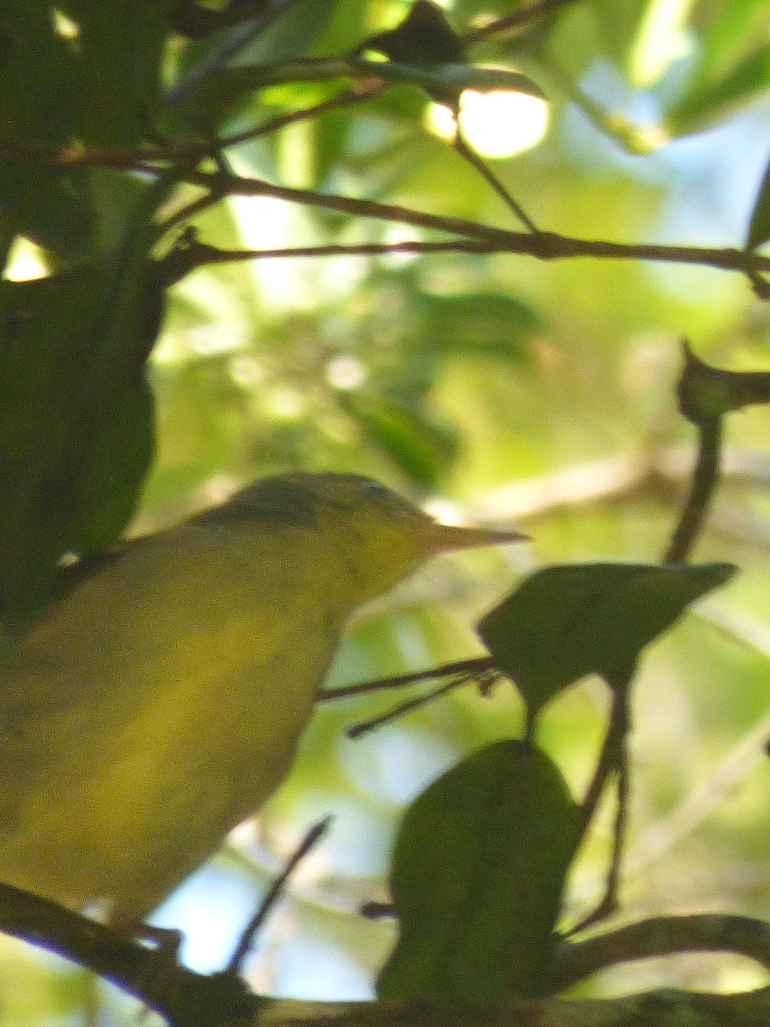 Spectacled Tetraka (Xanthomixis zosterops), photo 7