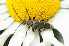 Toxoleptura vexatrix