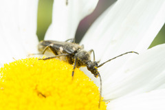 Toxoleptura vexatrix