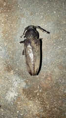 Enaphalodes hispicornis