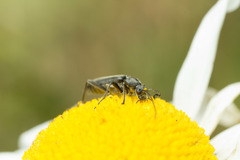 Grammoptera