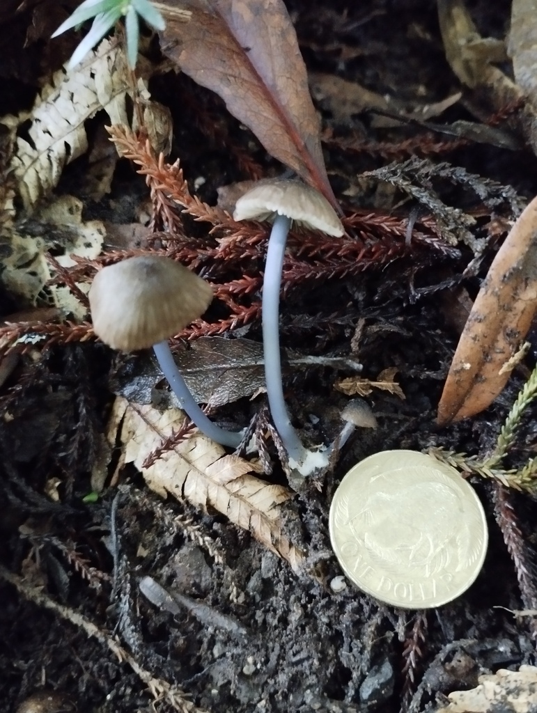 Entoloma duplocoloratum