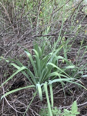 Echeandia reflexa
